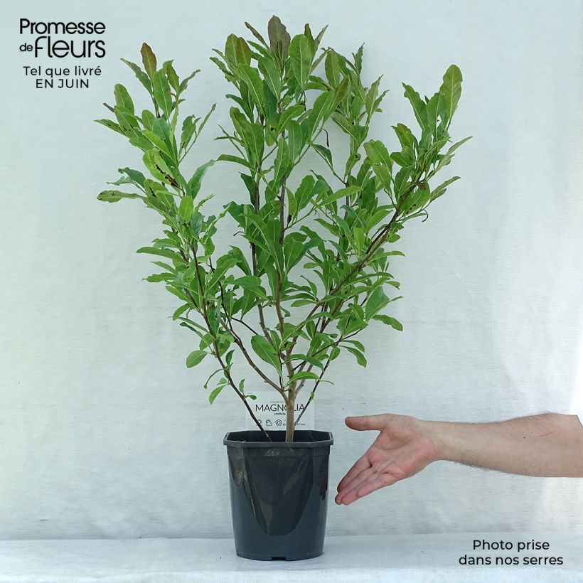 Exemplaar van Magnolia stellata - Stermagnolia Pot van 2 l/3 l zoals geleverd in de zomer