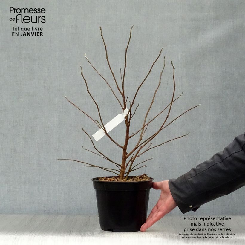 Example of Magnolia stellata - Magnolia étoilé Pot van 2 l/3 l as you get in hiver