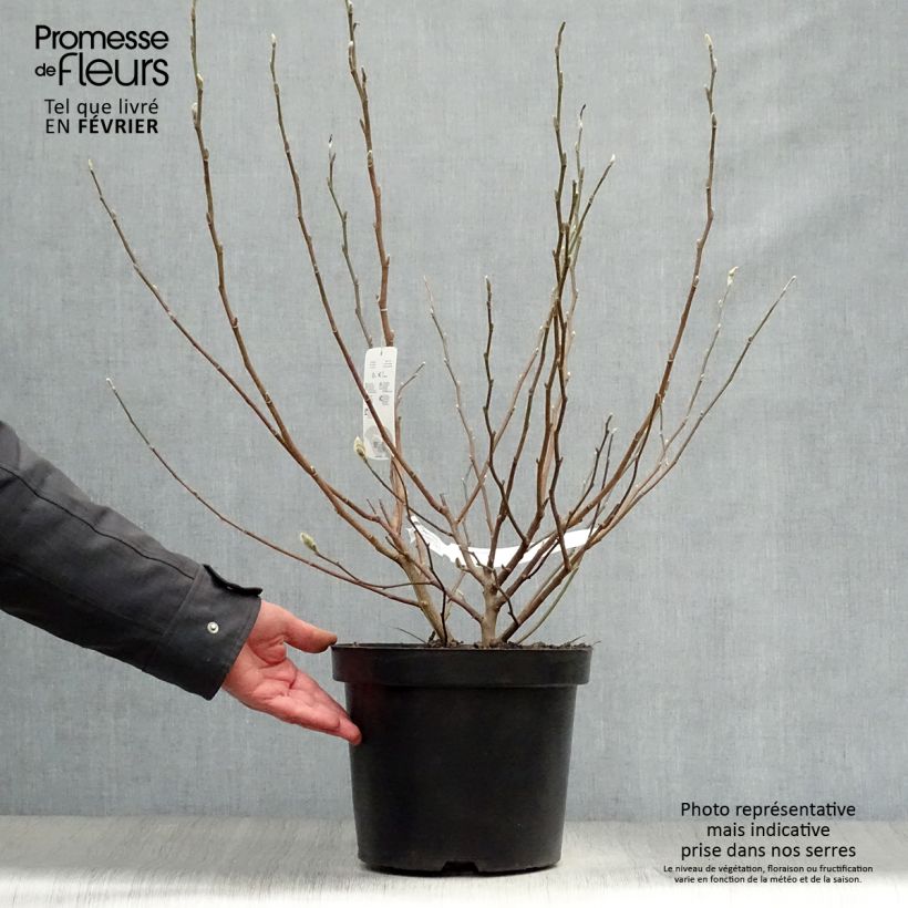 Example of Magnolia stellata - Magnolia étoilé Pot van 7,5 l/10 l as you get in hiver
