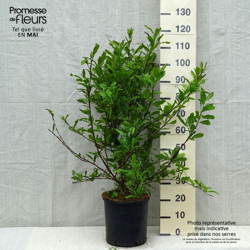 Exemplaar van Magnolia stellata - Stermagnolia Pot van 7,5 l/10 l zoals geleverd in de lente