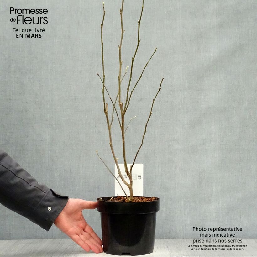 Exemplaar van Magnolia stellata Rosea - Stermagnolia Pot van 2 l/3 l zoals geleverd in de lente