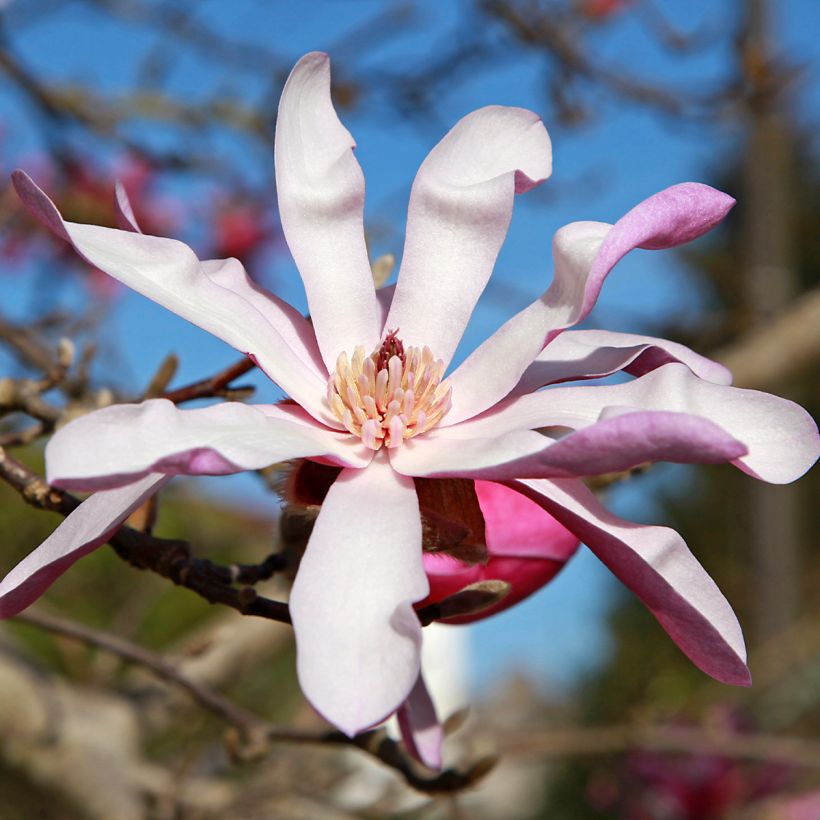 Magnolia stellata Rosea - Stermagnolia (Flowering)