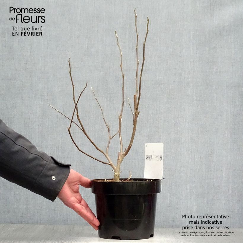 Example of Magnolia stellata Royal Star  - Magnolia étoilé Pot van 3 l/4 l as you get in hiver