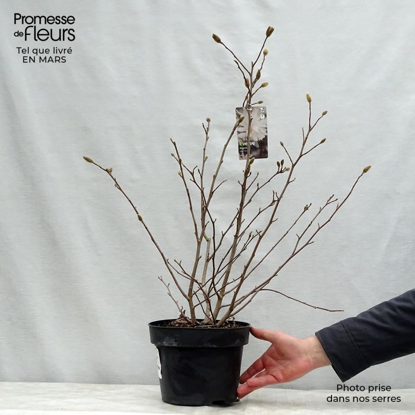 Exemplaar van Magnolia stellata Royal Star - Stermagnolia Pot van 3 l/4 l zoals geleverd in de lente