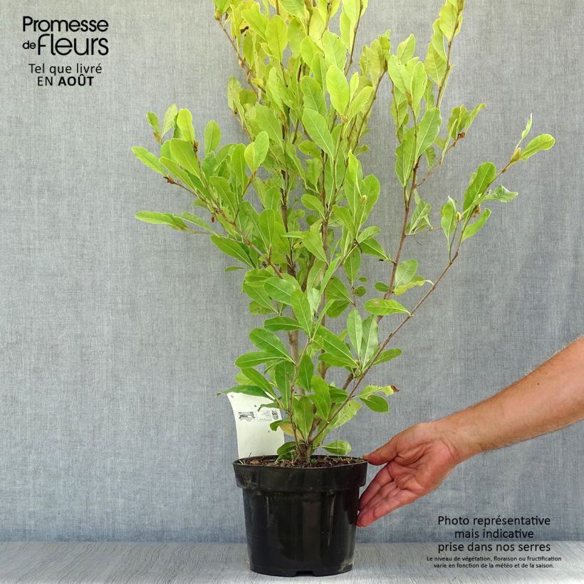 Exemplaar van Magnolia stellata Royal Star - Stermagnolia Pot van 3 l/4 l zoals geleverd in de zomer