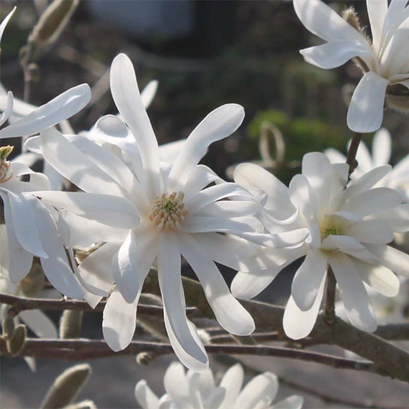 Magnolia stellata Waterlily - Stermagnolia (Flowering)