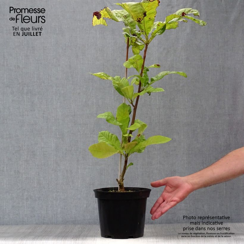 Exemplaar van Magnolia tripetala - Westerse magnolia Pot van 3 l/4 l zoals geleverd in de zomer