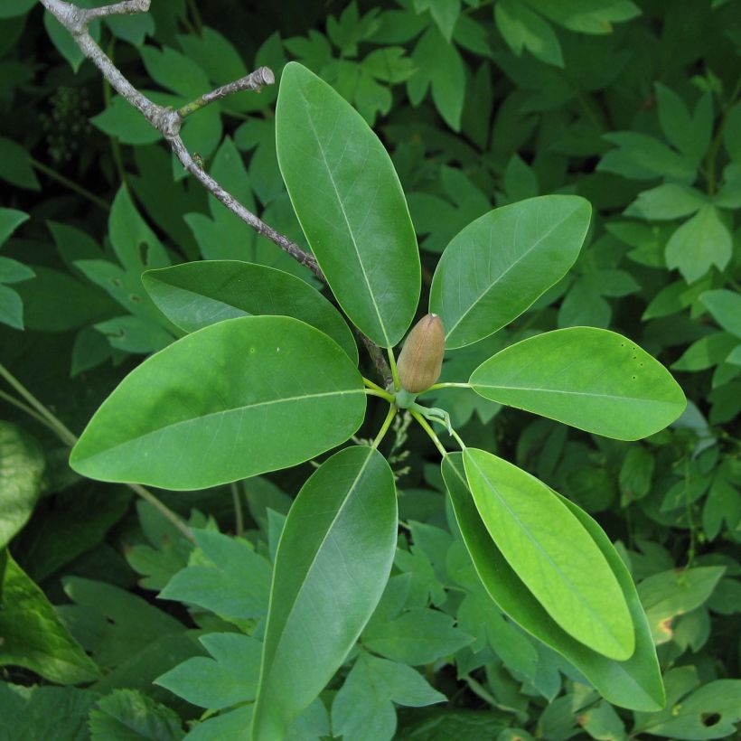 Magnolia virginiana Glauca - Moerasmagnolia (Foliage)