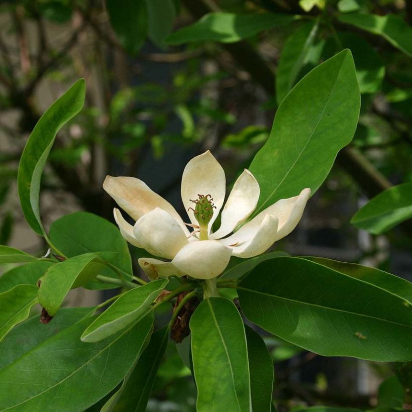 Magnolia virginiana Glauca - Moerasmagnolia (Flowering)