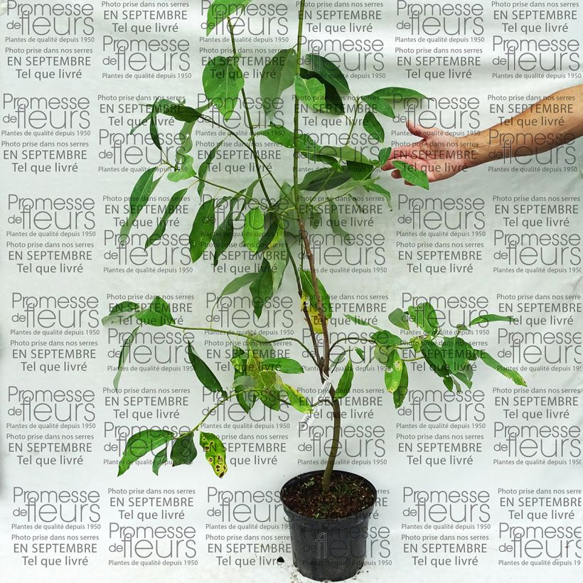 Example of Magnolia virginiana Glauca - Magnolia de Virginie Pot van 4 l/5 l as you get