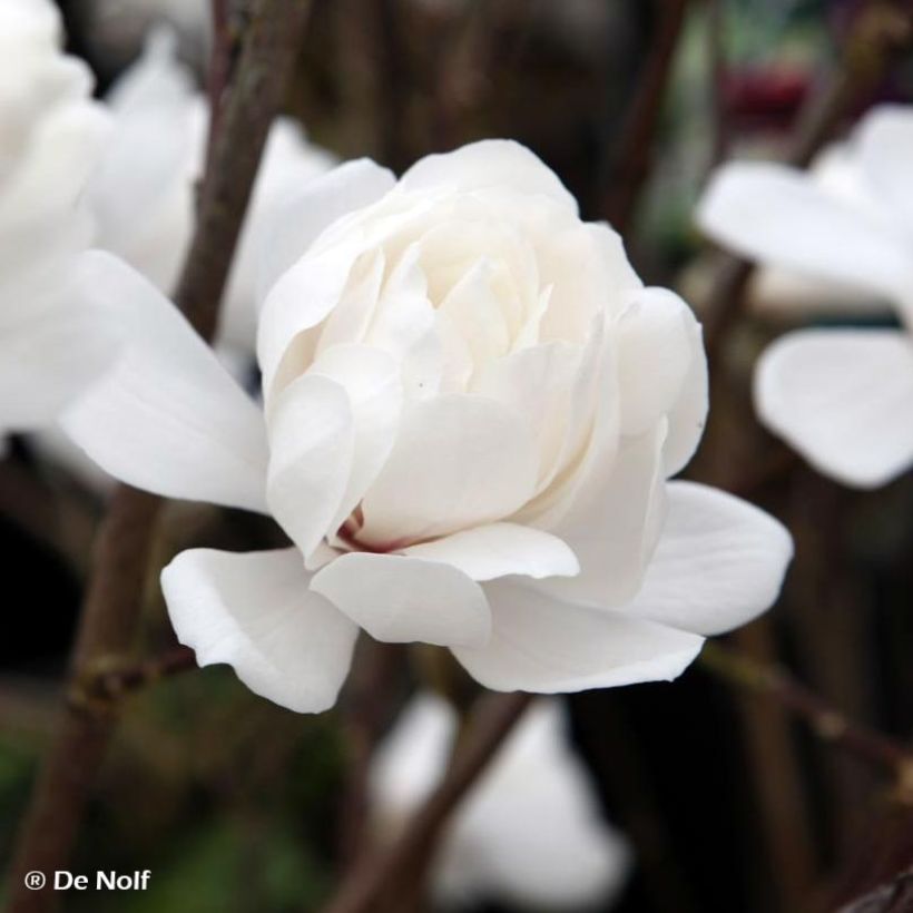 Magnolia loebneri Wildcat - Beverboom (Flowering)