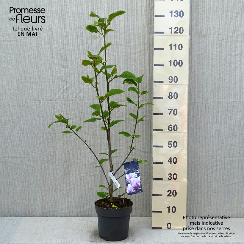 Exemplaar van Magnolia soulangeana Cameo - Gewone magnolia Pot van 4 l/5 l zoals geleverd in de lente