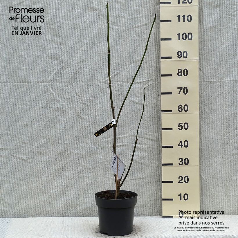 Example of Magnolia x soulangeana Cameo  Pot van 4 l/5 l as you get in hiver
