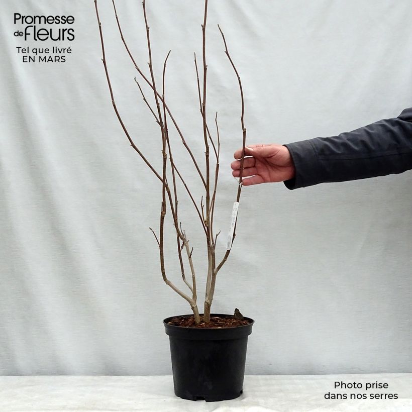 Example of Magnolia soulangeana Lennei Pot van 4 l/5 l as you get in hiver