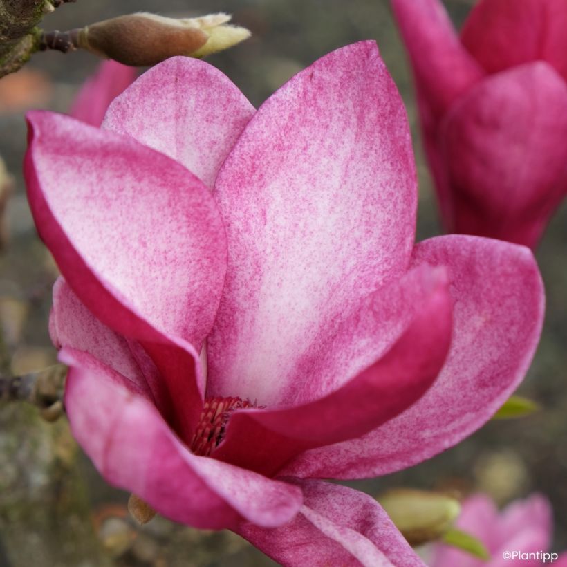 Magnolia Starburst - Beverboom (Bloei)