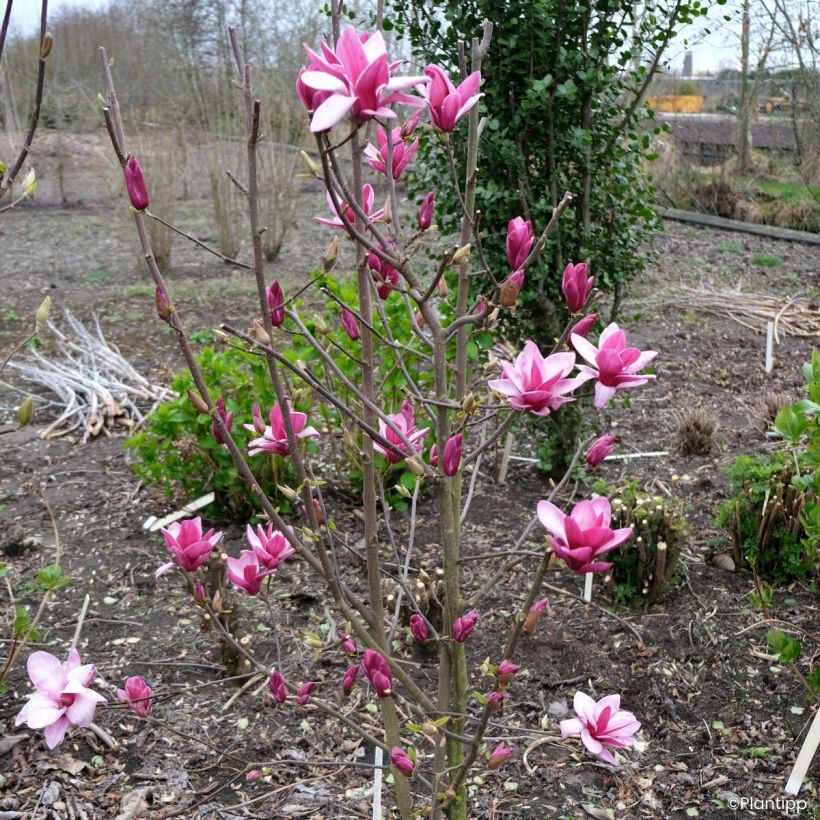 Magnolia Starburst - Beverboom (Groeiplaats)