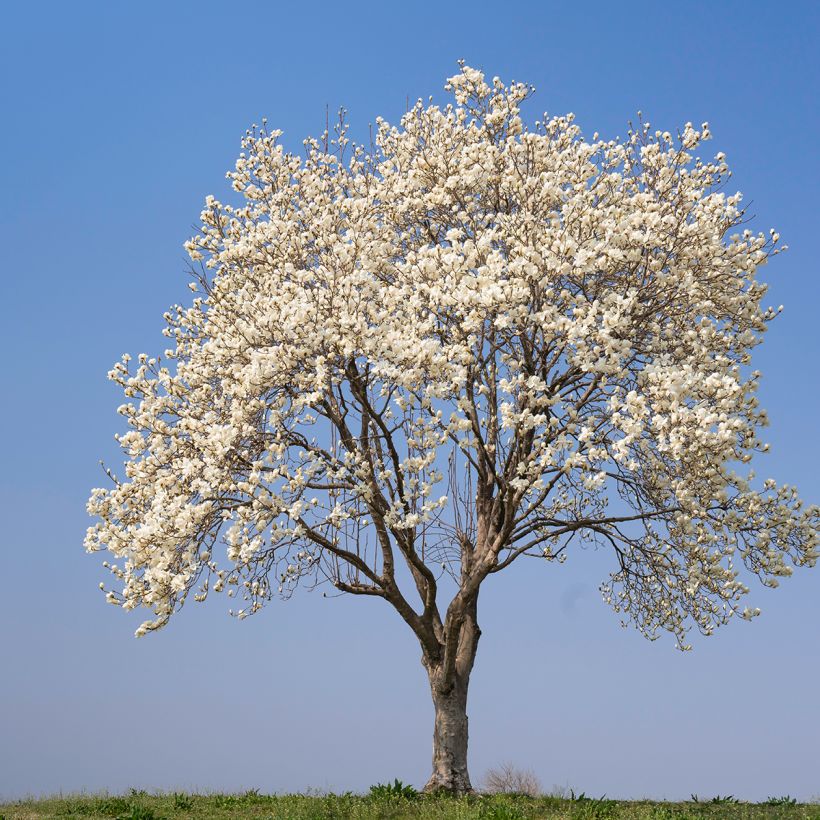 Magnolia kobus (zaad) - Noordelijke Japanse magnolia (Groeiplaats)