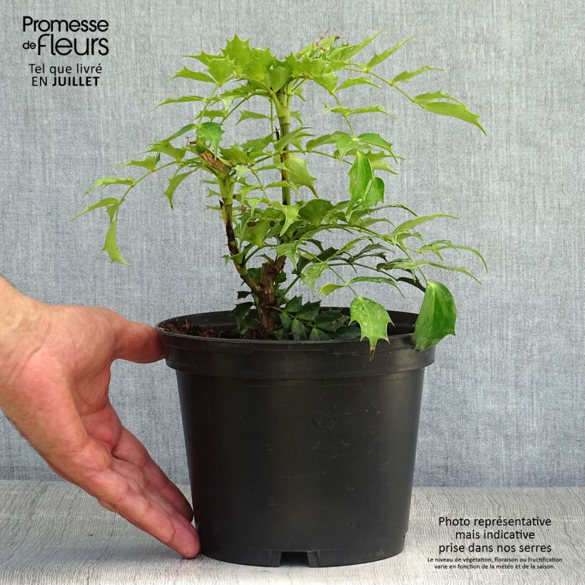 Exemplaar van Mahonia nitens Cabaret - Mahonie Pot van 2 l/3 l zoals geleverd in de zomer