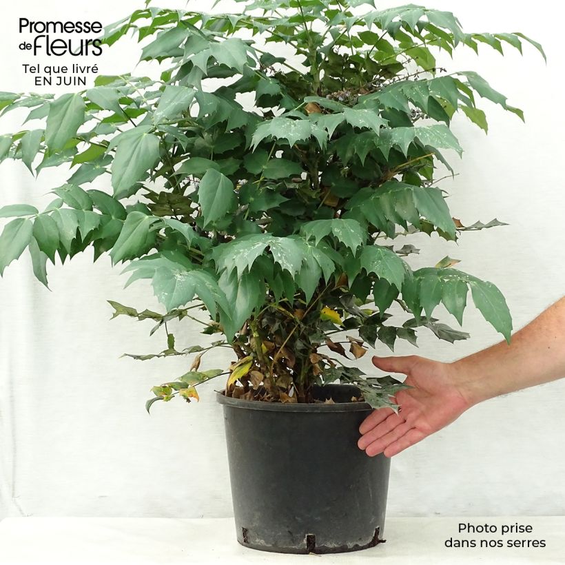 Exemplaar van Mahonia japonica Hivernant - Mahonie Pot van 7,5 l/10 l zoals geleverd in de zomer
