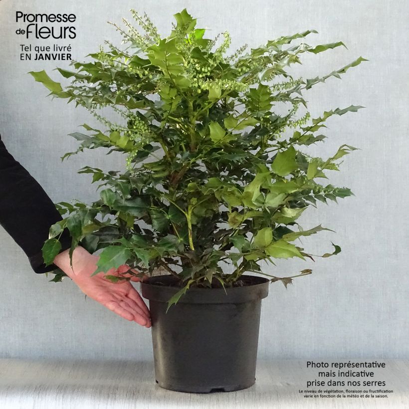 Example of Mahonia Japonica Hivernant Pot van 7,5 l/10 l as you get in hiver