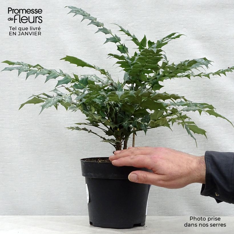 Example of Mahonia (x) media Charity Pot van 2 l/3 l as you get in hiver