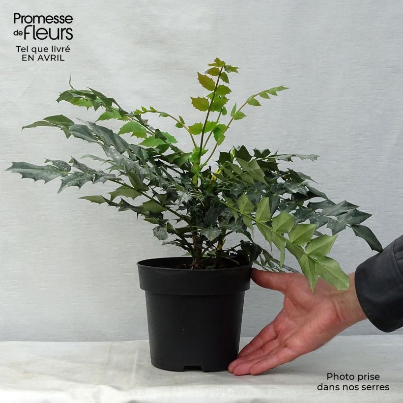 Exemplaar van Mahonia media Charity - Mahoniestruik Pot van 2 l/3 l zoals geleverd in de lente