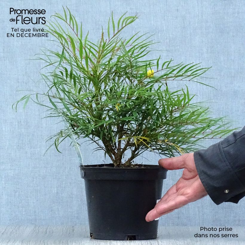 Example of Mahonia Soft Caress - Mahonie Pot van 3 l/4 l as you get in hiver