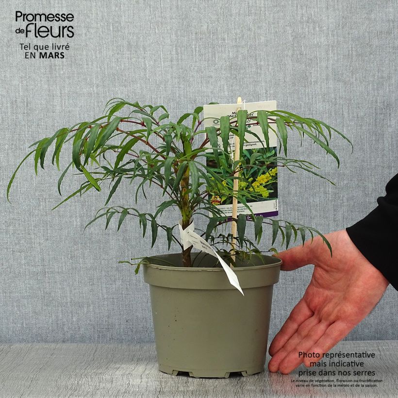 Example of Mahonia Volcano - Chinese mahoniestruik Pot van 2 l/3 l as you get in hiver