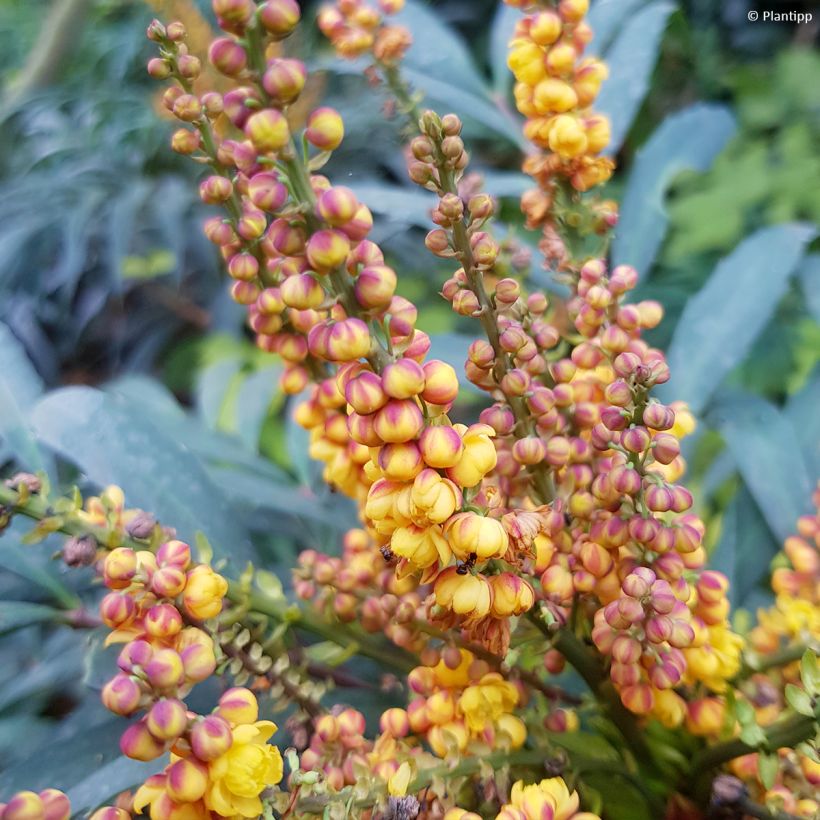 Mahonia Volcano - Chinese mahoniestruik (Flowering)
