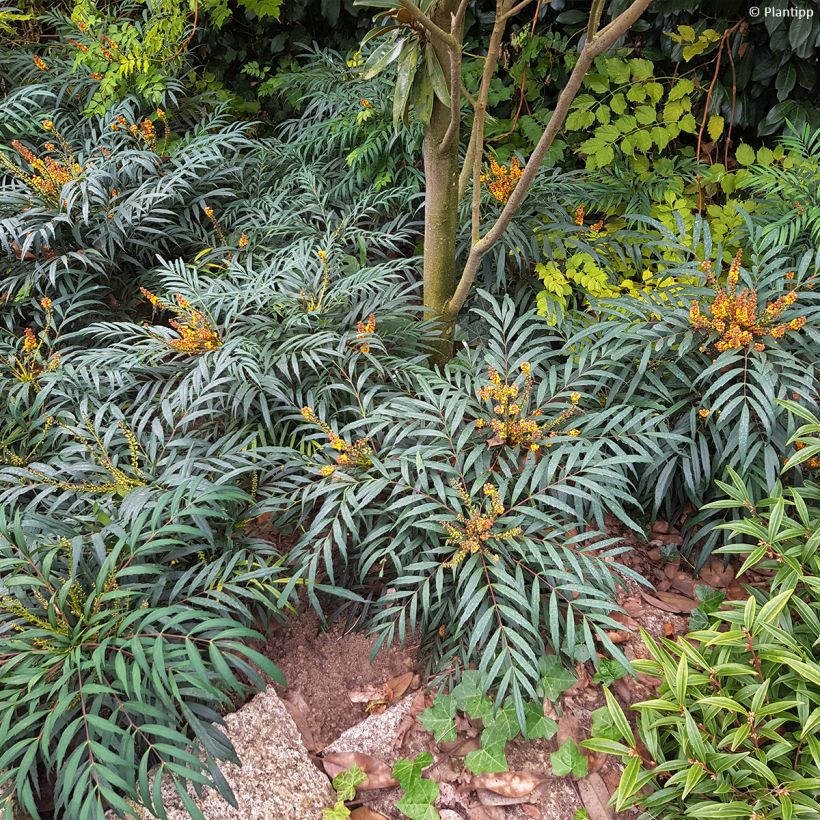 Mahonia Volcano - Chinese mahoniestruik (Plant habit)