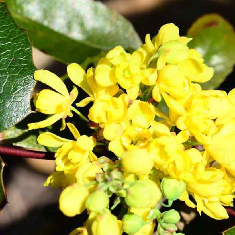 Mahonia aquifolium - Mahonie (Flowering)