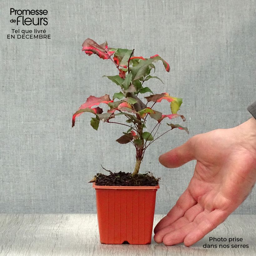 Example of Mahonia aquifolium Kweekpotje van 8/9 cm as you get in hiver