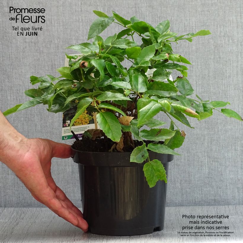Exemplaar van Mahonia aquifolium Apollo - Mahonie Pot van 2 l/3 l zoals geleverd in de zomer