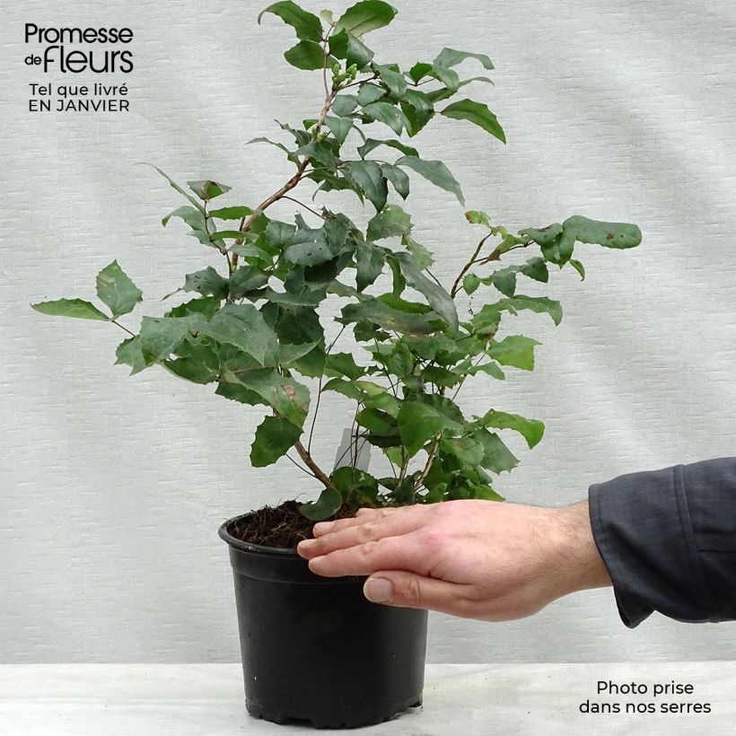 Example of Mahonia aquifolium Pot van 2 l/3 l as you get in hiver