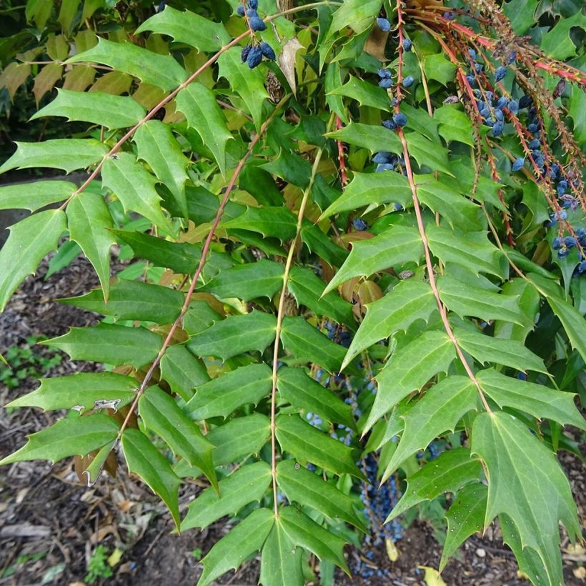 Mahonia bealei - Mahonie (Foliage)