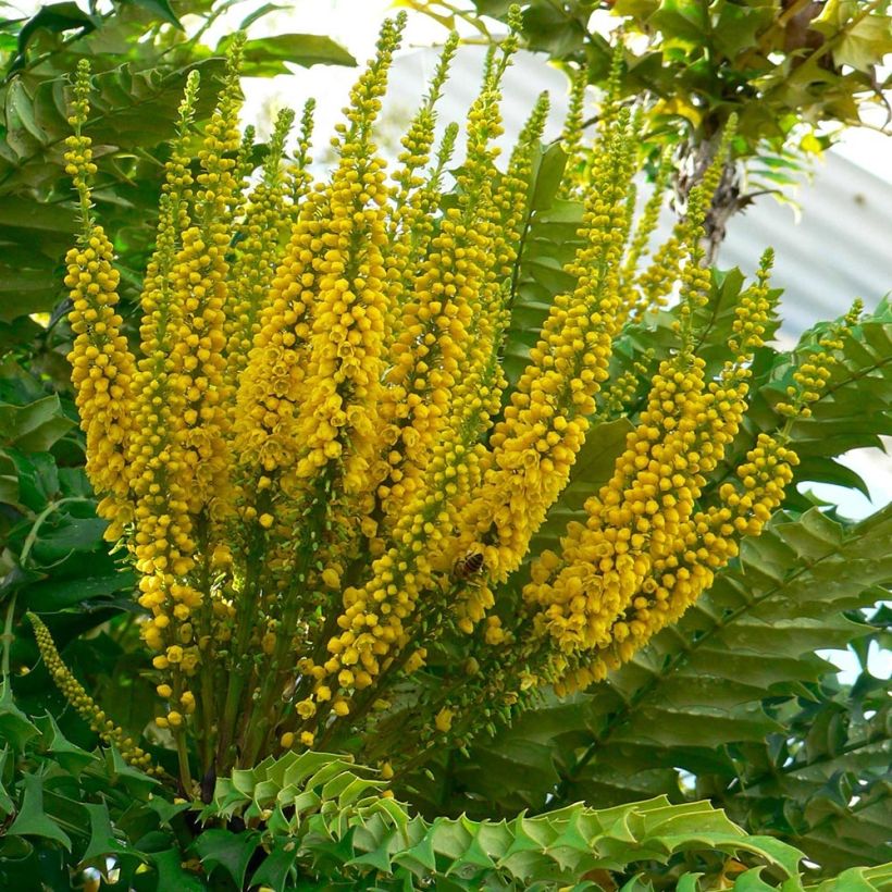 Mahonia bealei - Mahonie (Flowering)