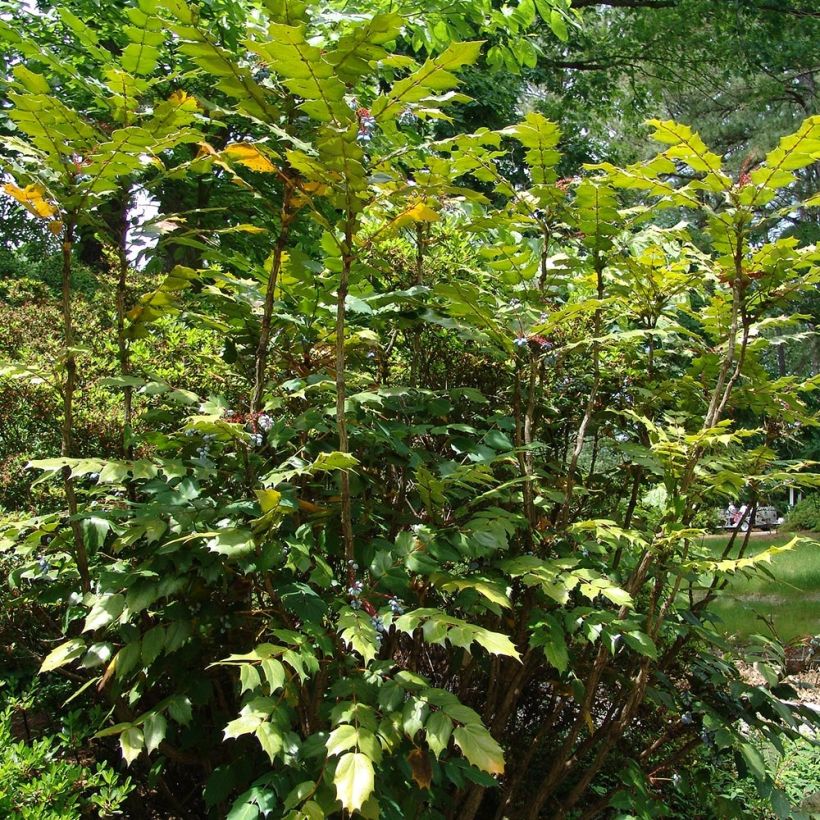 Mahonia bealei - Mahonie (Plant habit)