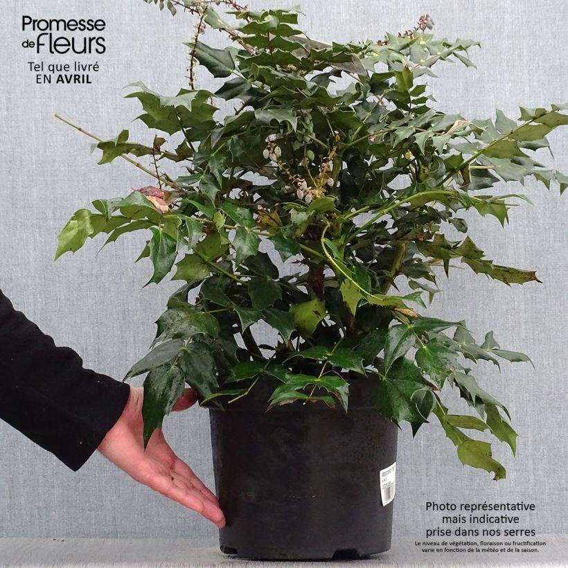 Exemplaar van Mahonia japonica Hivernant - Mahonie Pot van 7,5 l/10 l zoals geleverd in de lente