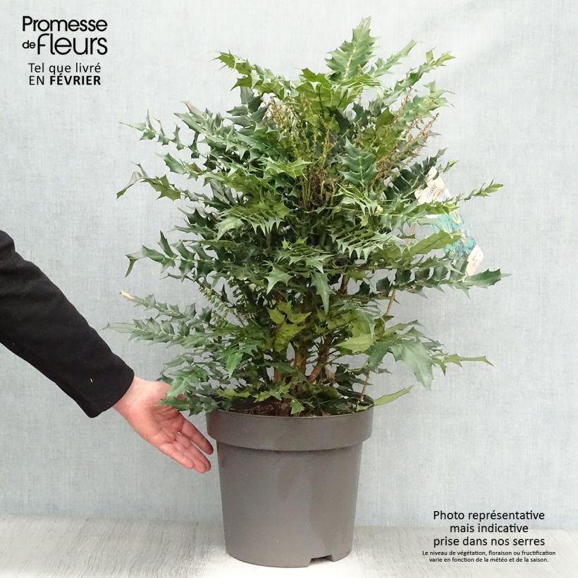 Example of Mahonia media Winter Sun Pot van 7,5 l/10 l as you get in hiver