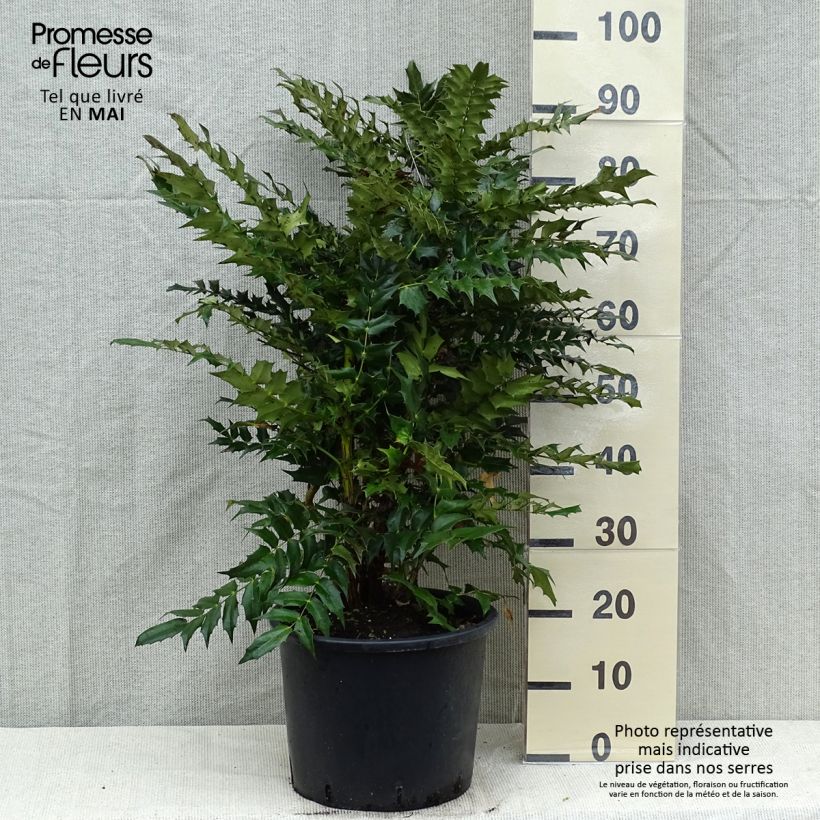 Exemplaar van Mahonia media Winter Sun - Mahoniestruik Pot van 7,5 l/10 l zoals geleverd in de lente