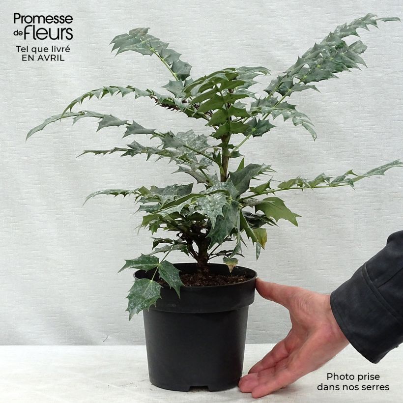 Exemplaar van Mahonia media Winter Sun - Mahoniestruik Pot van 2 l/3 l zoals geleverd in de lente