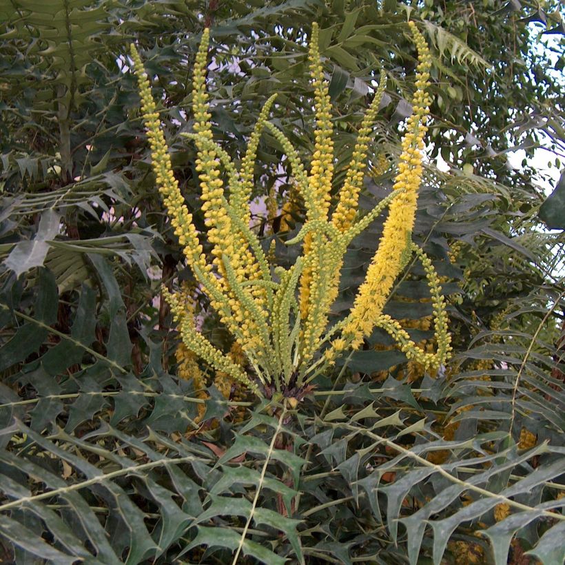 Mahonia oiwakensis lomariifolia - Mahoniestruik (Flowering)