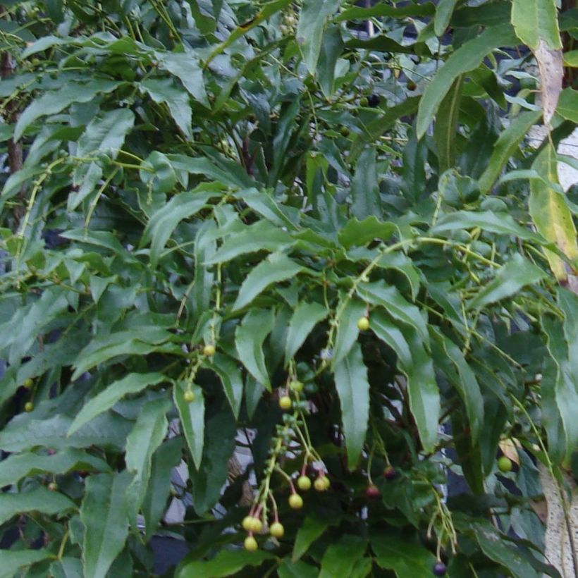 Mahonia russellii - Mahonie (Foliage)