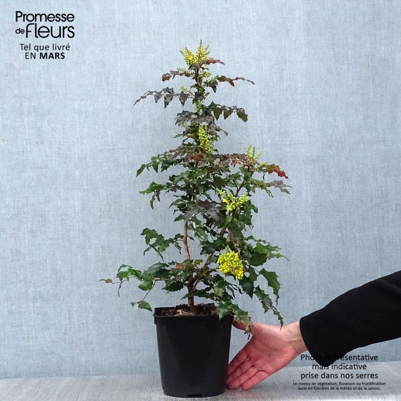 Example of Mahonia (x) wagneri Fireflame  Pot van 4 l/5 l as you get in hiver