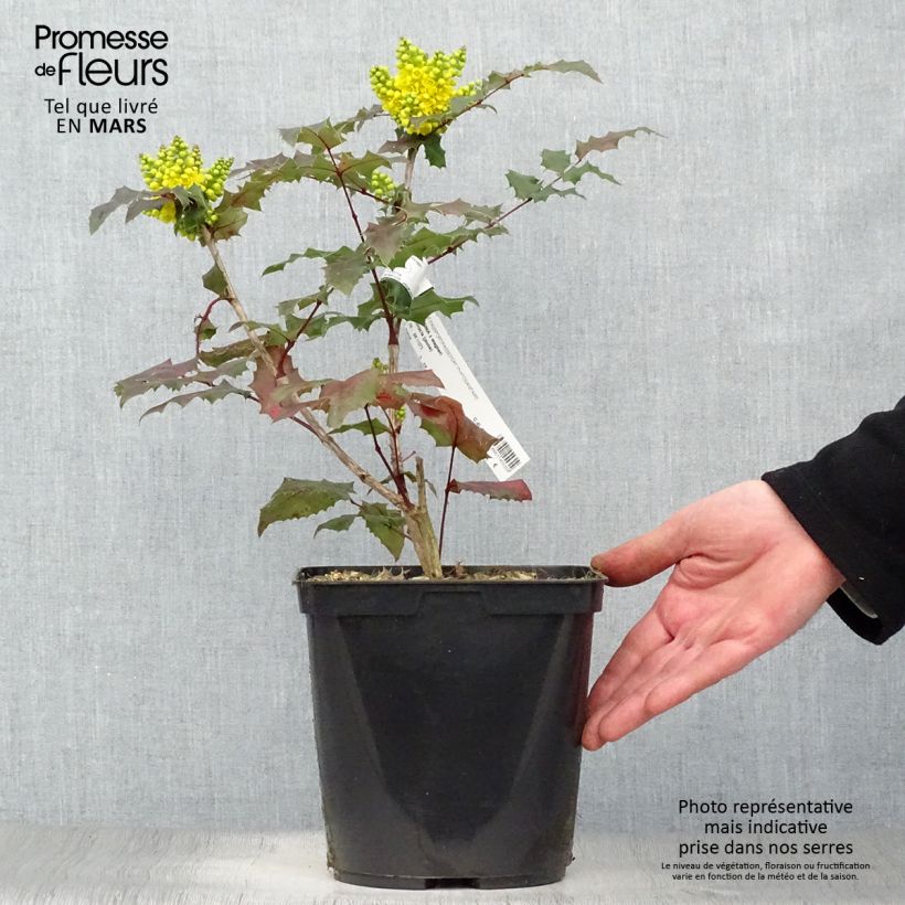 Exemplaar van Mahonia Pinnacle - Mahonie Pot van 4 l/5 l zoals geleverd in de lente
