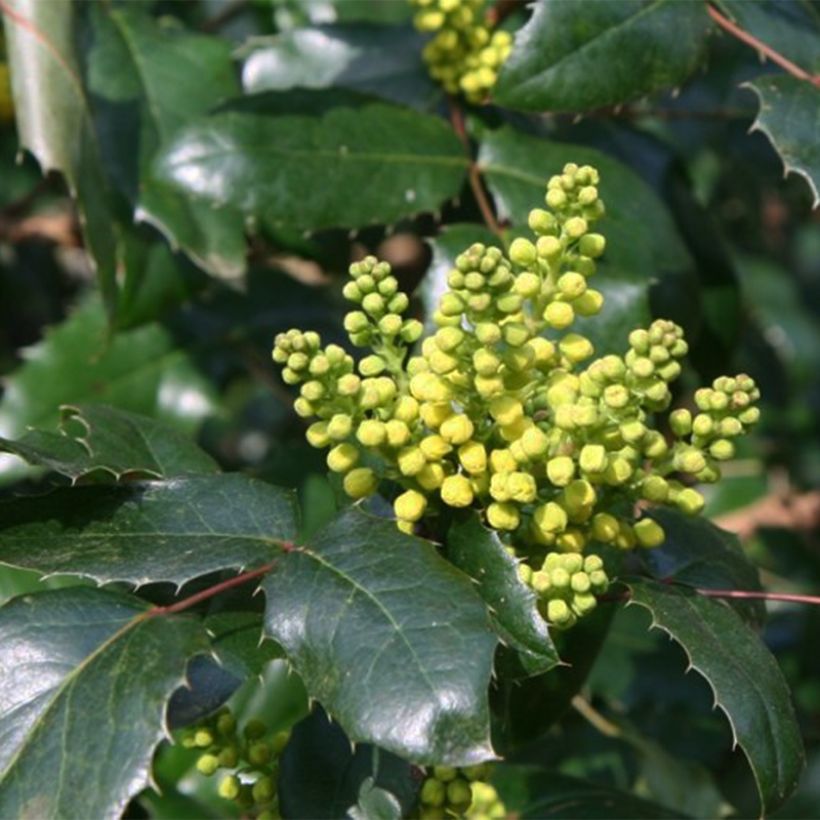 Mahonia Pinnacle - Mahonie (Flowering)
