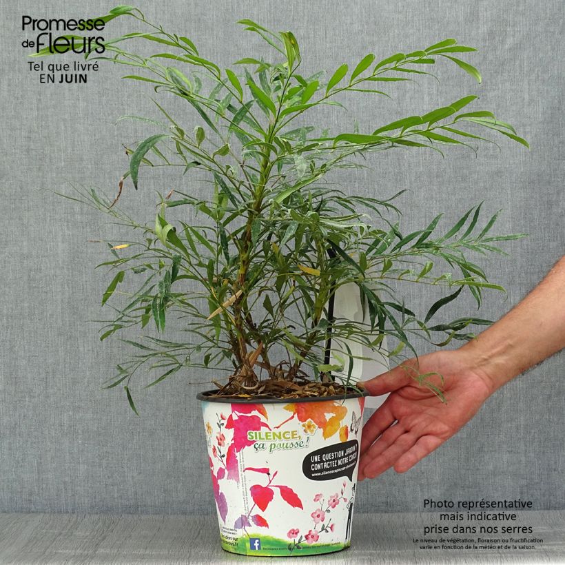 Exemplaar van Mahonia eurybracteata Sweet Winter - Mahonie Pot van 3 l/4 l zoals geleverd in de zomer