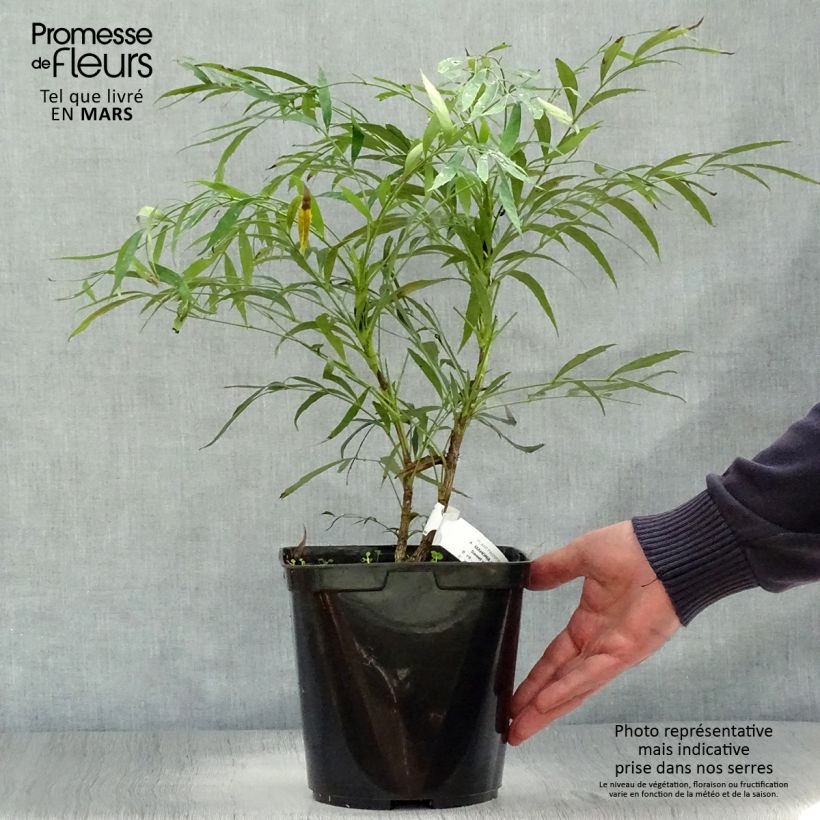 Exemplaar van Mahonia eurybracteata Sweet Winter - Mahonie Pot van 3 l/4 l zoals geleverd in de lente