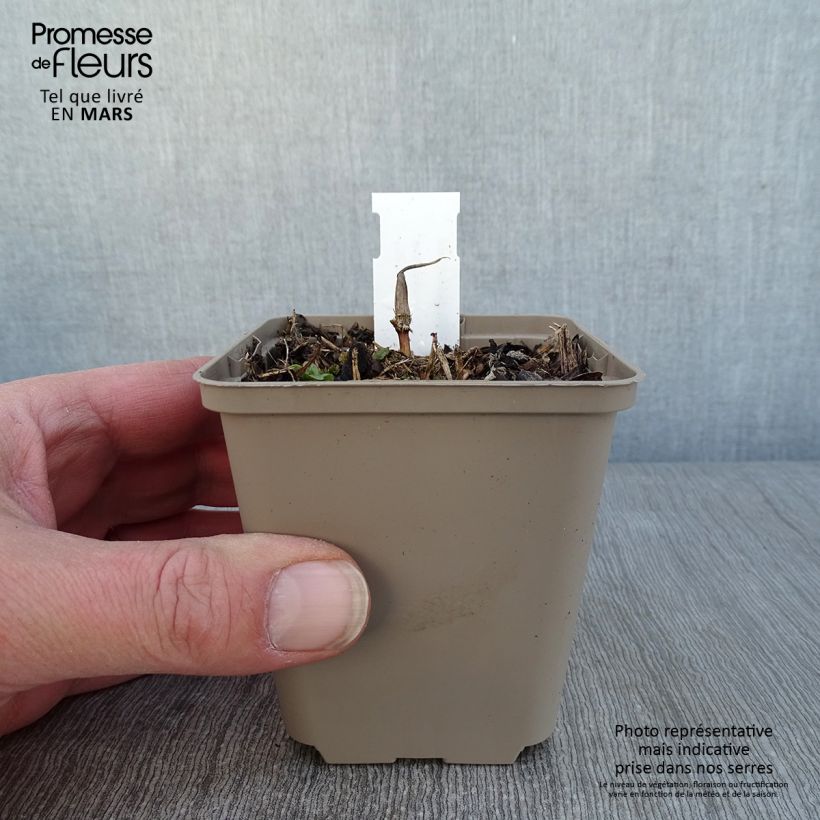 Example of Maianthemum kamtschaticum Kweekpotje van 8/9 cm as you get in hiver