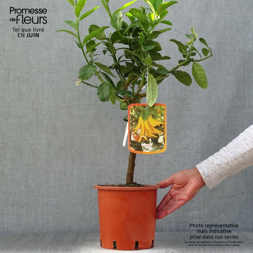 Exemplaar van Vingercitroen Boeddha's hand Pot van 4 l/5 l, Kwartstam zoals geleverd in de zomer